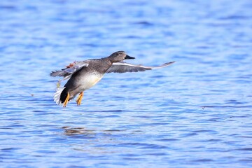 Flying gadwall, Mareca strepera, duck