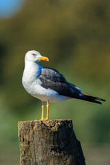 Lesser black-backed gull, Larus fuscus, perched