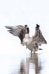 Canadian goose, Branta canadensis, cleaning