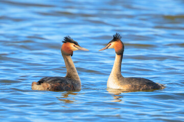 Closeup of a Great crested grebe Podiceps cristatus waterfowl