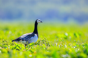 Closeup of a barnacle goose Branta leucopsis in a meadow