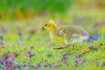 Greylag goose chick, Anser anser, in a meadow