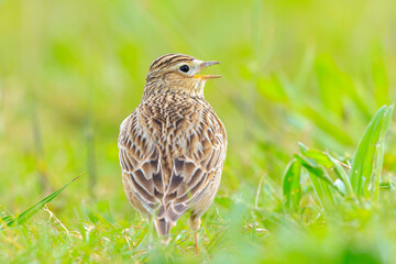 Eurasian skylark bird Alauda arvensis bird in a meadow