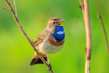 Closeup of a blue-throat male bird Luscinia svecica cyanecula singing