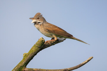 Whitethroat bird, Sylvia communis, foraging in a meadow