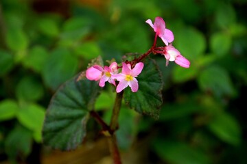 planta flor begônia - Begonia
