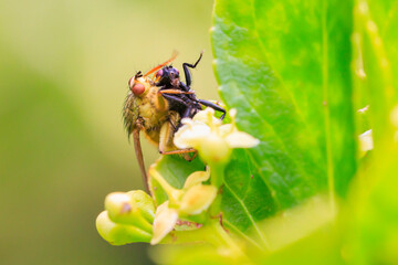 Scathophaga stercoraria, yellow dung fly or the golden dung fly with prey