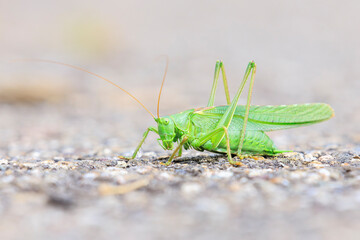 Great Green Bush-cricket, Tettigonia viridissima, warming