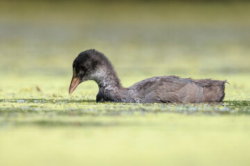 Eurasian Coot juvenile Fulica atra swimming closeup