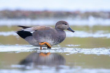Swimming gadwall, Mareca strepera, duck, portrait