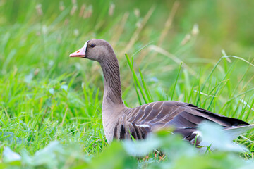 Greater White-fronted Goose, Anser albifrons, in a meadow