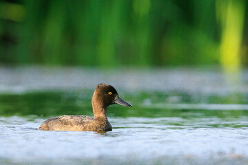 Tufted duck, Aythya fuligula, female swimming