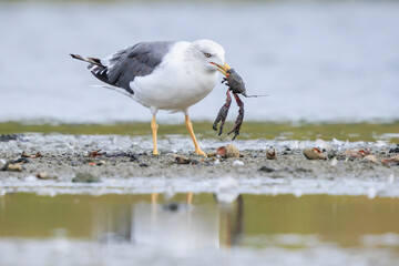 Lesser black-backed gull, Larus fuscus, eating crayfish