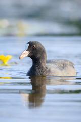Eurasian Coot Fulica atra waterfowl foragingcloseup