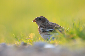 snow bunting female bird, Plectrophenax nivalis, foraging in grass