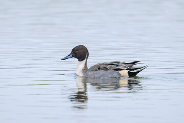 Anas acuta, Northern Pintailduck swimming