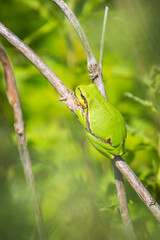 Closeup of a small European tree frog (Hyla arborea or Rana arborea) heating up in the sun.