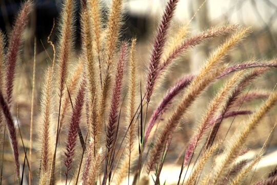 planta capim do texas - Cenchrus setaceus 