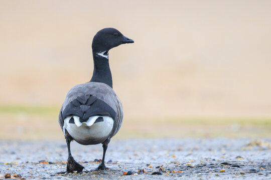Dark-bellied brent goose, Branta bernicla, foraging in a meadow