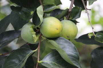planta fruta caqui - Diospyros kaki