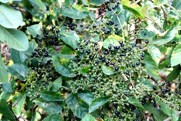 planta cissus verticillata - uva do mato 