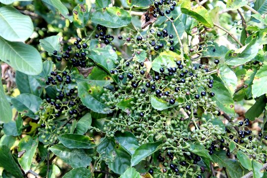 planta cissus verticillata - uva do mato 