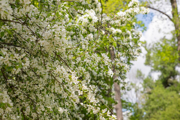 Beautiful flowering tree branches in the sun. Selective focus.Spring time day. White flowers tree after rain with water drops.