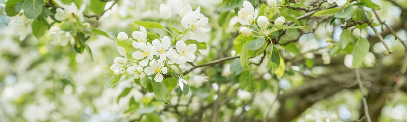banner with Beautiful flowering tree branches in the sun. Selective focus.Spring time day. White flowers tree after rain with water drops.