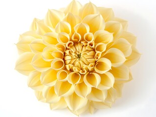 Yellow Dahlia flower with a unique petal arrangement, top view, isolated on a white background.