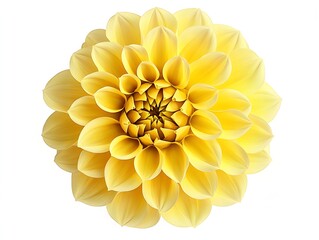 Yellow Dahlia flower with a unique petal arrangement, top view, isolated on a white background.