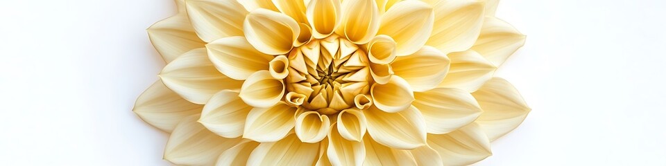 Yellow Dahlia flower with detailed petal design, top view, isolated on a white background.