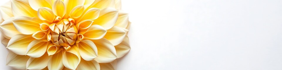 Yellow Dahlia flower with detailed petal design, top view, isolated on a white background.