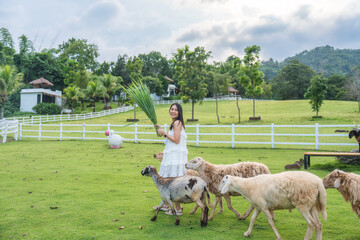 Fototapeta premium Beautiful asian woman feeding grass to flock of sheep on green hill