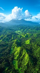 Fototapeta premium Aerial photography of dense rainforest canopies forming lush green carpet over valleys