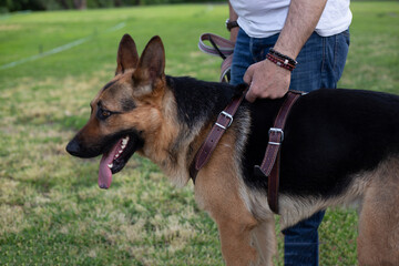 german shepherd on green grass