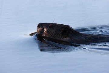 Fototapeta premium Canadian beaver Castor canadensis swimming in a creek surrounded by the waters reflection