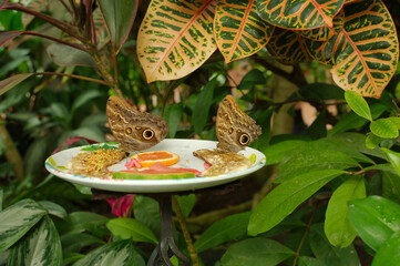 Large giant tropical brown Owl butterflies on a plate of fruit. Species of the genus Caligo. Huge eyespots which resemble an owl eye. Green bushes in the background on a bright sunny day. 
