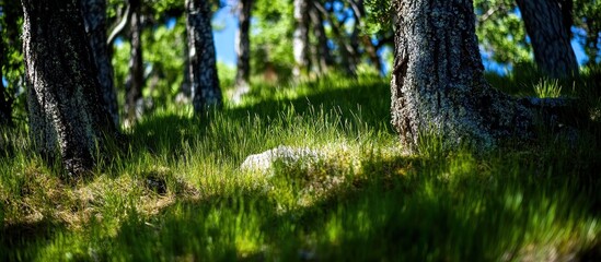 Obraz premium Sunlit forest floor, grassy hillside, trees background, nature wallpaper