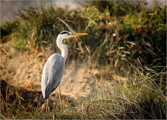Heron fishing in the early eveining in a river