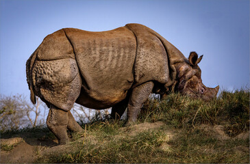 Fototapeta premium Indian Rhinoserous on a river bank in the early evening
