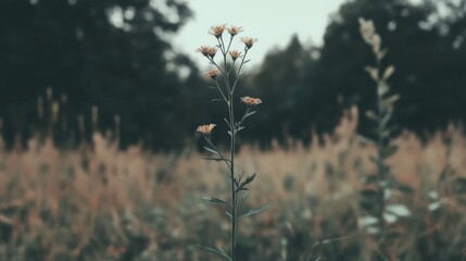 Fototapeta premium Pale Flowers in Field, Subtle Autumnal Colors, Peaceful Scene