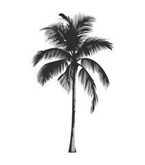 silhouette of palm tree