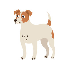 Cute jack russell terrier stands. Pet, breed. Isolated flat vector illustration