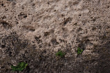 Background texture of a concrete wall moss.