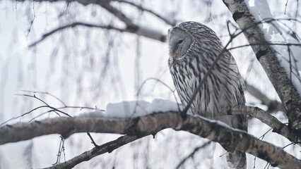 A Tawny Owl (Strix) perched on a snow-covered tree branch.