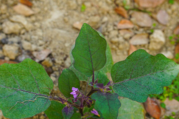 Eggplant tree with purple flower and leaves growing up in the vegetable garden 
