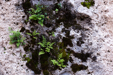 Background texture of a concrete wall moss.