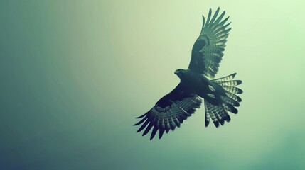 Majestic Falcon: Graceful Flight of a Falcon with Spread Wings Captured in Stunning Image