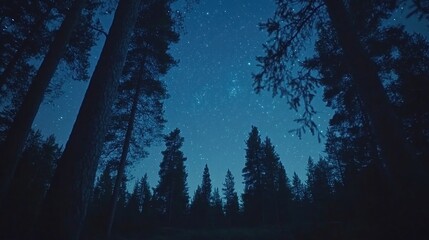 Fototapeta premium Night sky, stars, forest, trees, low angle, camping, background, nature, tranquil, wallpaper