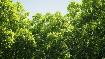 Lush Green Treetops Under Clear Sky